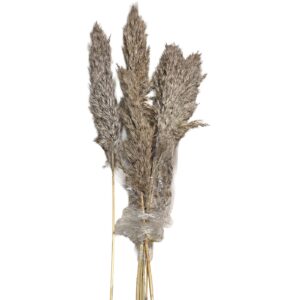 Αποξηραμένα Pampas 7 Κλαδιά 70cm Homie 423130 - (1ΣΕΤ) - (22-3110)